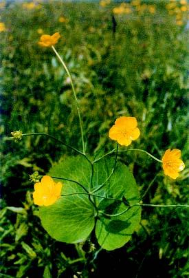 Opojna zlatica (Ranunculus thora f.
