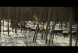 Clip #: 666 02:53:14:18 N 02:53:25:18 N 00:00:11:00 N YT-HD-005 Yukon Territories: Whitehorse: Yukon Quest Sled Dog Race: Medium tracking shot of dog
