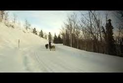 Sled Dog Race: Medium angle pan of dog sledder traveling past camera down path with trees and mountains in background (Winter) 02:53:37:29 N 02:53:43:21 N