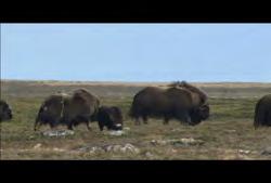 wild bison in open plain 02:54:34:01 N 02:54:44:06 N 00:00:10:05 N
