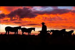 00:00:08:02 N Clip #: 228 AB-HD-022 Alberta: Edmonton: Sunset with horses walking through frame