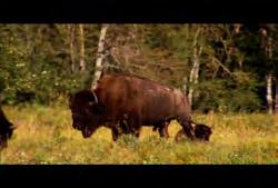 Island: Rack focus from bison in field to man viewing bison from binoculars 01:37:30:13 N