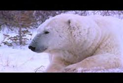 tundra buggy travelling to see polar bears (Winter) 01:59:36:27 N 01:59:44:29 N 00:00:08:02 N Clip #: 355