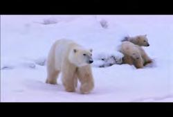 N 00:00:11:24 N Clip #: 356 MB-HD-002 Manitoba: Churchill: Medium close-up shot of older polar bear and babies