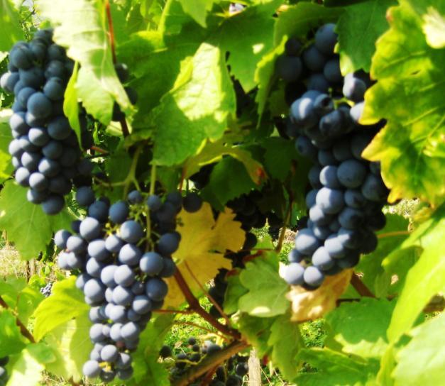 Ucman J. Revizija pridelave žlahtne vinske trte (Vitis vinifera L.) sorte 'Modra frankinja' v Beli krajini.