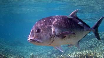 THINGS TO DO GAME FISHING Prot Douglas is highly rated as one of Australia s and the world s