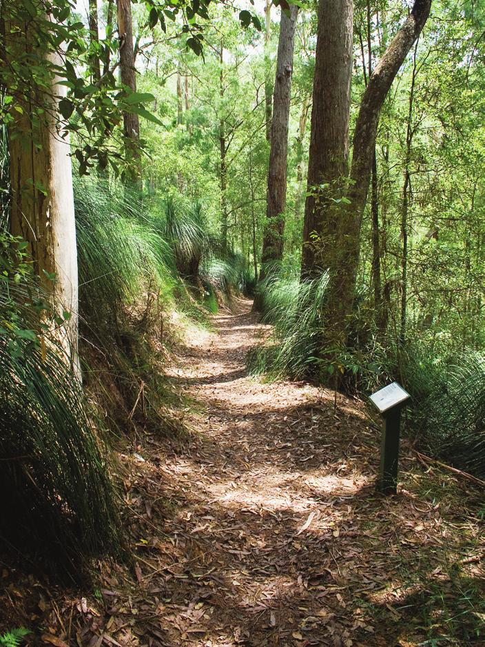 Tracks and Trails The Martin Williams Walk is located at the Southern Recreation Area off Baroon Pocket Road. The walk was designed and built by the lake s first ranger, Martin Williams himself.