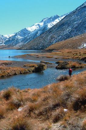 Lake Tennyson. Photo: Neil Deans Vegetation Molesworth is an area of national ecological significance. Over 70 threatened plant species grow here, a quarter of which are acutely threatened.