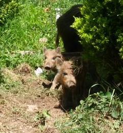 The boar piglets at the dump have grown up and moved away. Activities News: We tried out the Footgolf at Forest Hills Golf Club it was brilliant fun. 9 big holes, 5 footballs and lots of laughing.