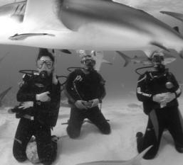 Non-Caged Shark Interactions! Divers are briefed and allowed to dive in group, usually in a baited scenario!