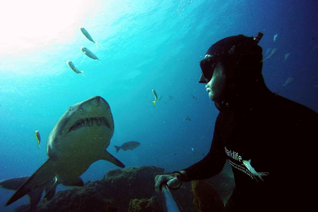 TRAINING COMPONENTS MORE BENEFITS 4 natural behaviour 4 close encounters 4 shark diversity Copyright: Sharklife 3.
