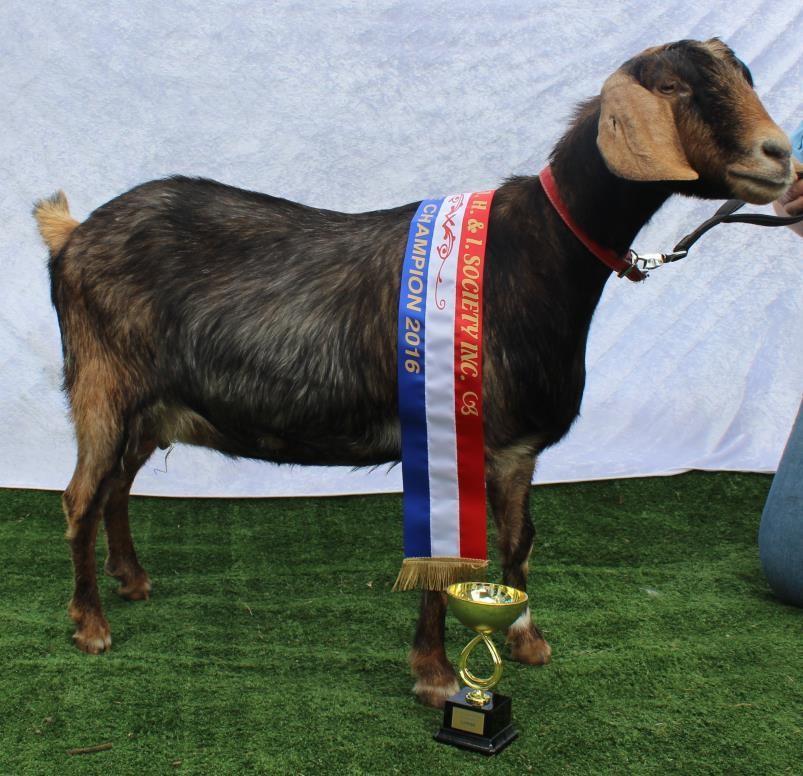 *SUPREME ADULT NUWBY GOAT* (CH Nuwby Doe and CH Nuwby Buck Adults ONLY) Craiglea Caramel Kisses (5 + 1 = 6) Nuwby Goat Best in Show Line up Stoney Creek Farm Delilah s Memory: Champion Doe 12mths