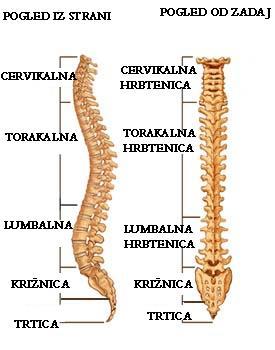 1.1 Vretenca Hrbtenica je sestavljena iz: 7 vratnih (cervikalnih) vretenc, 12 prsnih (torakalnih) vretenc, 5 ledvenih (lumbalnih) vretenc, 5 križnih (sakralnih) vretenc, 3-5 trtičnih (kokcigealnih)