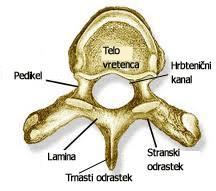 za pritrditev medeničnega obroča. Trtica je na spodnjem koncu hrbtenice. Po navadi je sestavljena iz štirih majhnih trtičnih vretenc, ki se med odraščanjem združijo v eno kost (Brunie, 1999).