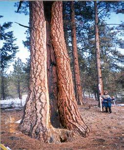 1996 - North Elkhorns Vegetation Treatment Decision.
