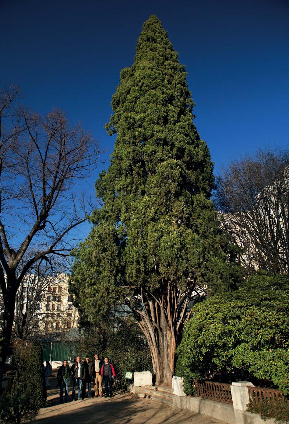 The oldest tree in the Botanical Garden is this cypress of 32 metres high, which is between 220 and 240 years old.