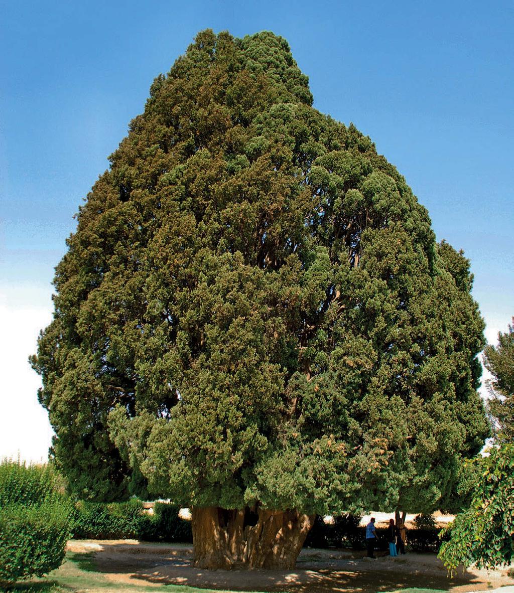 With a trunk circumference of over 14 metres and dating back more than 4,000 years, this wonderful cypress has marked the meeting point for caravans between East and West for centuries.