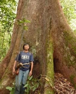 people across the globe has never been stronger. This program provides a unique opportunity to live and work with the Penan people whose forest is gradually being cut from around them.