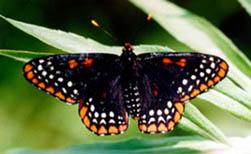 host plant for Baltimore Checkerspot Has not been observed along the