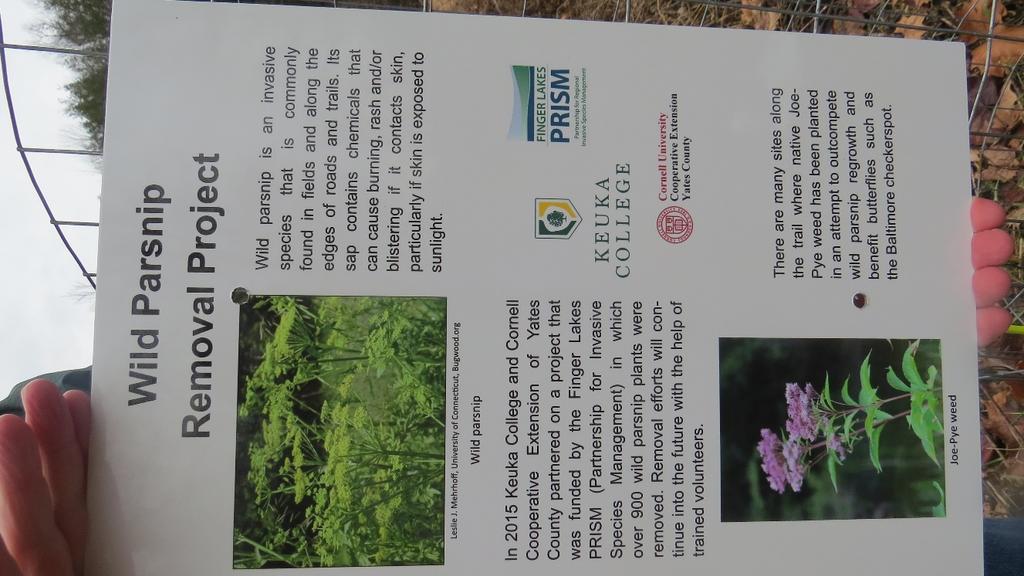 Education and Outreach Contracted KG Graphics in Penn Yan to create two identical metal signs that describe the project Created a PDF sign of invasive plants present along the trail The Friends of