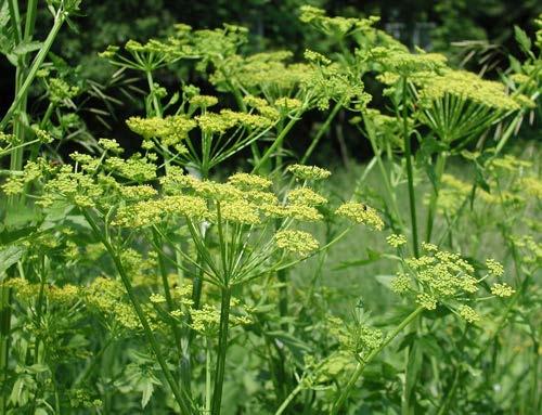 Wild parsnip Pastinaca sativa Widely distributed throughout the US, can tolerate a broad