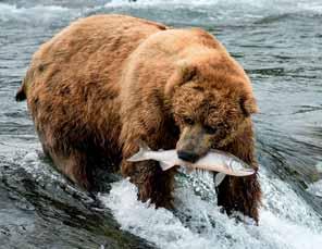 the great Find fun and local flavor on a Princess Alaska Land & Sea Vacation prep your fishing pole and keep your camera at the ready for Alaska s abundant wildlife and stunning nature that await you