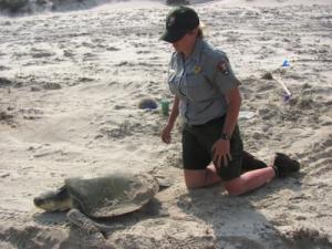 Restoration Projects: Padre Island Strengthen the sea turtle stranding network and nest detection programs, esp.