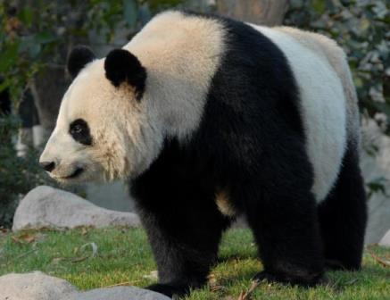 In Pursuit of Pandas Classic Tour 9 Days Comfortable Beijing - Xian - Chengdu This short adventure in