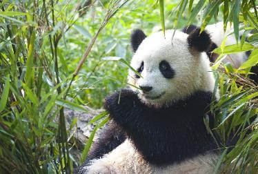Panda Conservation Centre - With over 80 pandas holding residence, the Chengdu Panda Research Base is equipped with the latest technology and research materials to gain a further understanding in how