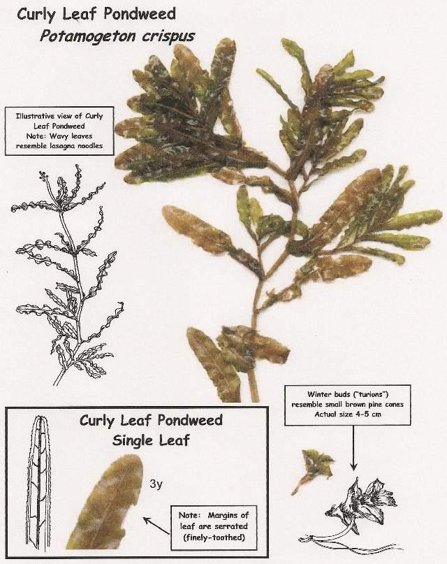 and Eurasian Watermilfoil, be alert while on the water, and report