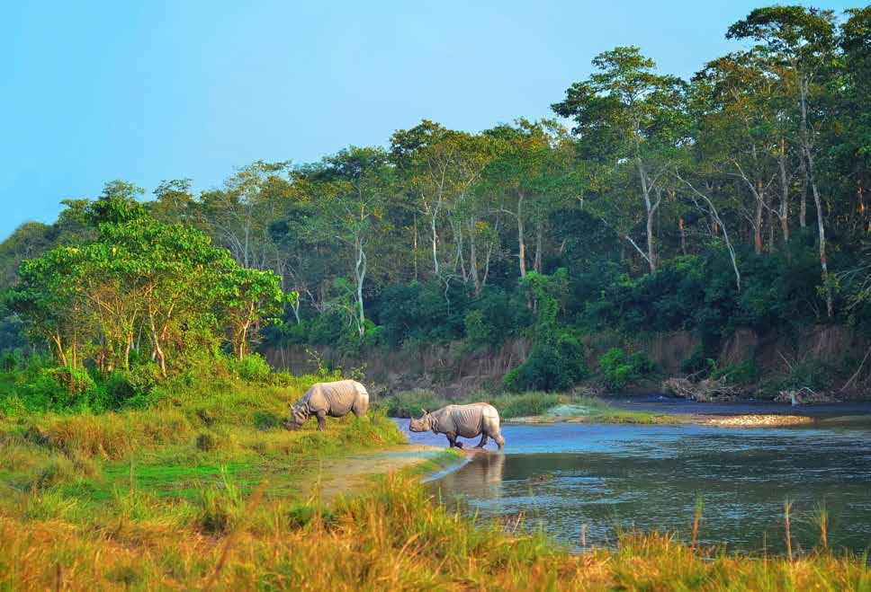 Corporate Travel One Horn Rhino In Chitwan National Park, Nepal Treasures Mt.