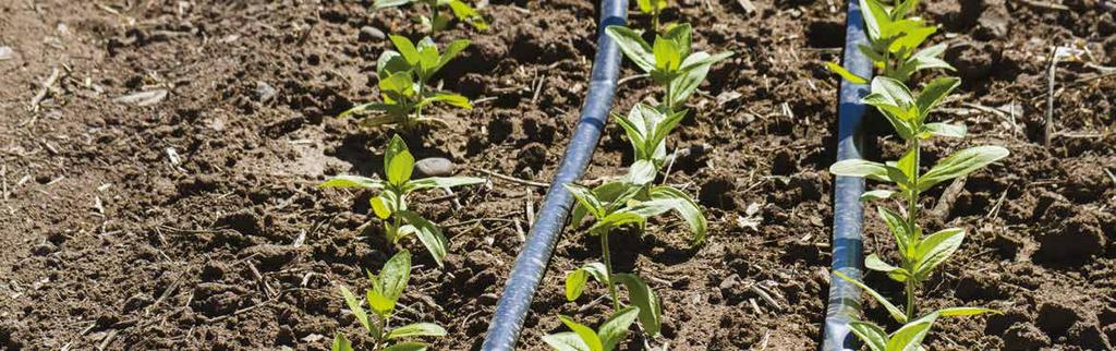 Kapljično gnojenje (fertigacija) je postopek dodajanja vodotopnih gnojil skozi namakalni sistem, ki omogoča natančno in ekonomično krmiljenje produktivnosti rastlin.