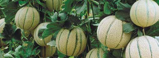 Melone So kultura toplega vremena in visoke osvetlitve. Optimalna temperatura za rast je 18-20 C ponoči in 24-30 C podnevi.