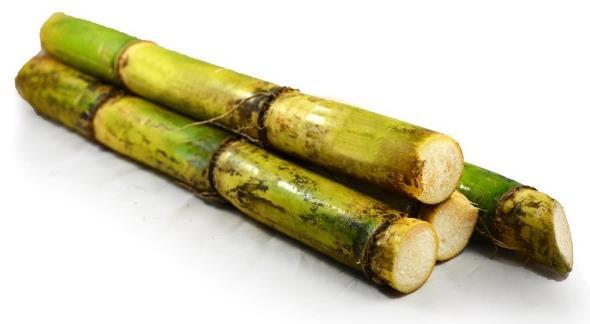 Economy Many are poor due to colonialism Sugar cane is