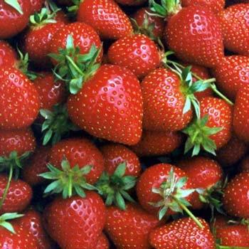 E. coli O157 outbreak on strawberries in Oregon 1 dead 14 sick Deer droppings caused outbreak Six samples from Jaquith Strawberry Farm in Washington County tested positive for the E.
