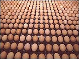 Salmonella in DeCoster eggs, Iowa, 2010 1,608 confirmed cases of Salmonella linked to DeCoster eggs 550 million eggs recalled live mice were found inside laying houses at four sites, and numerous