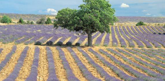 From here you can travel across Provence stopping off in the picturesque Luberon with its hill-top villages, and the lavender fi elds and sunfl ower beds nearby before reaching your stop near