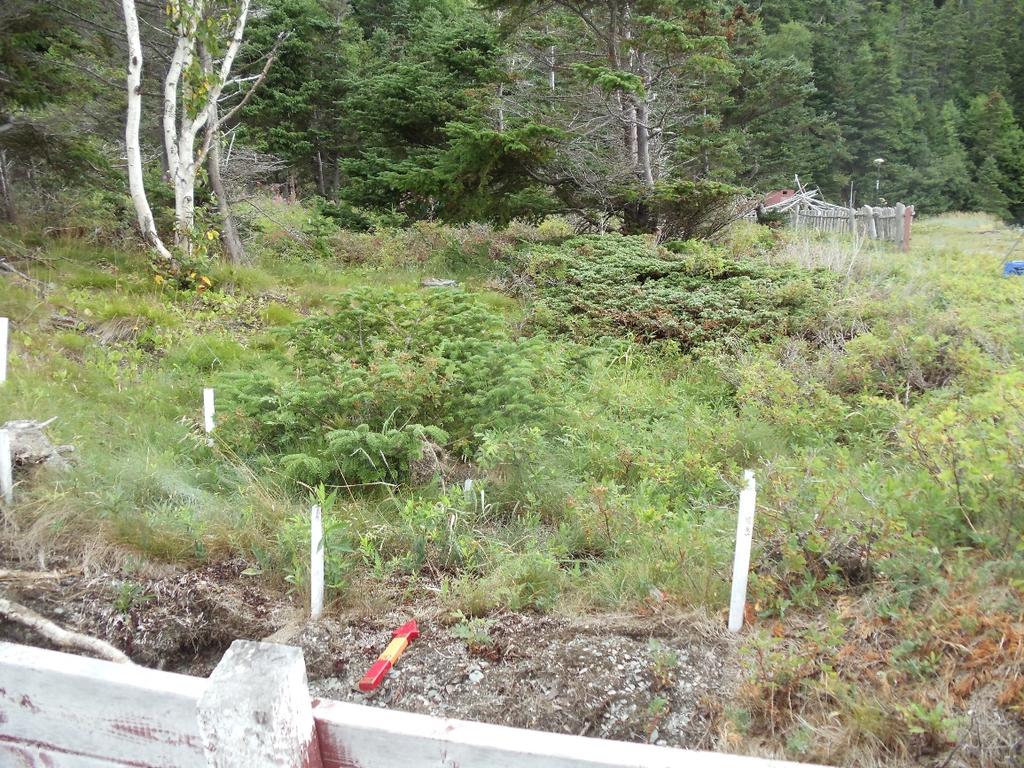 Beothuk Housepit 2 is now actively eroding at the site. Buckets of slumped earth from the former structure s foundation were collected and brought to the Burnside laboratory for analysis during 2014.