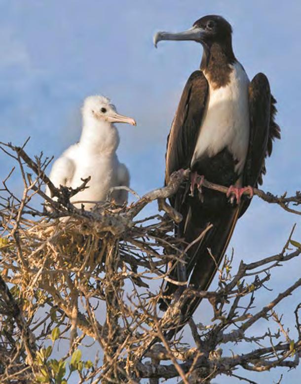 frigate birds with