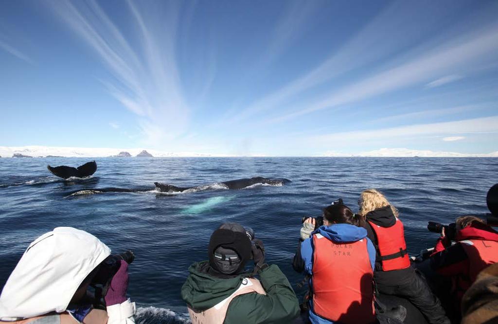 Expedition leader Ted Cheeseman and ACS are excited to offer this opportunity to share science, education, and exploration of one of the most whale-rich stretches of water in the world during the