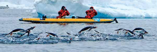 Kayakers are treated to an explosion of gentoo penguins.