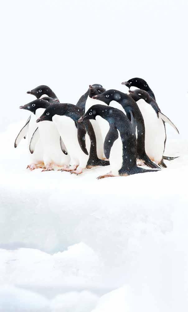 ANTARCTICA ONCE IN A LIFETIME/ONCE IN A CENTURY Celebrating the Centennial of the Imperial Trans-Antarctic Expedition SMITH COLLEGE FACULTY LEADER Gregory White is the Mary Huggins Gamble Professor