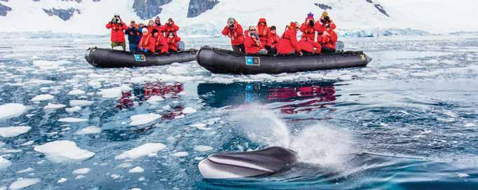 EXPEDITION HIGHLIGHTS View magnificent mountains, towering icebergs, and ice formations that make up the dramatic Antarctic landscape.