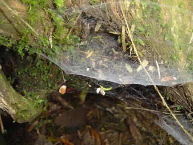 ) Several spiders may make webs close together with many