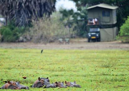 Day 6 After a morning game drive and brunch at the camp, head back to Little Okavango, in time for an evening canoe safari or a bird walk before dinner.