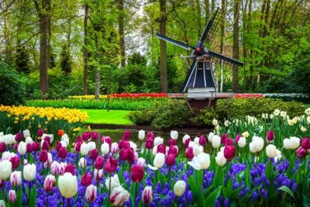Day 7 AMSTERDAM The day everyone has been waiting for! KEUKENHOF GARDENS excursion! We can t begin to describe the area and the fabulous gardens!