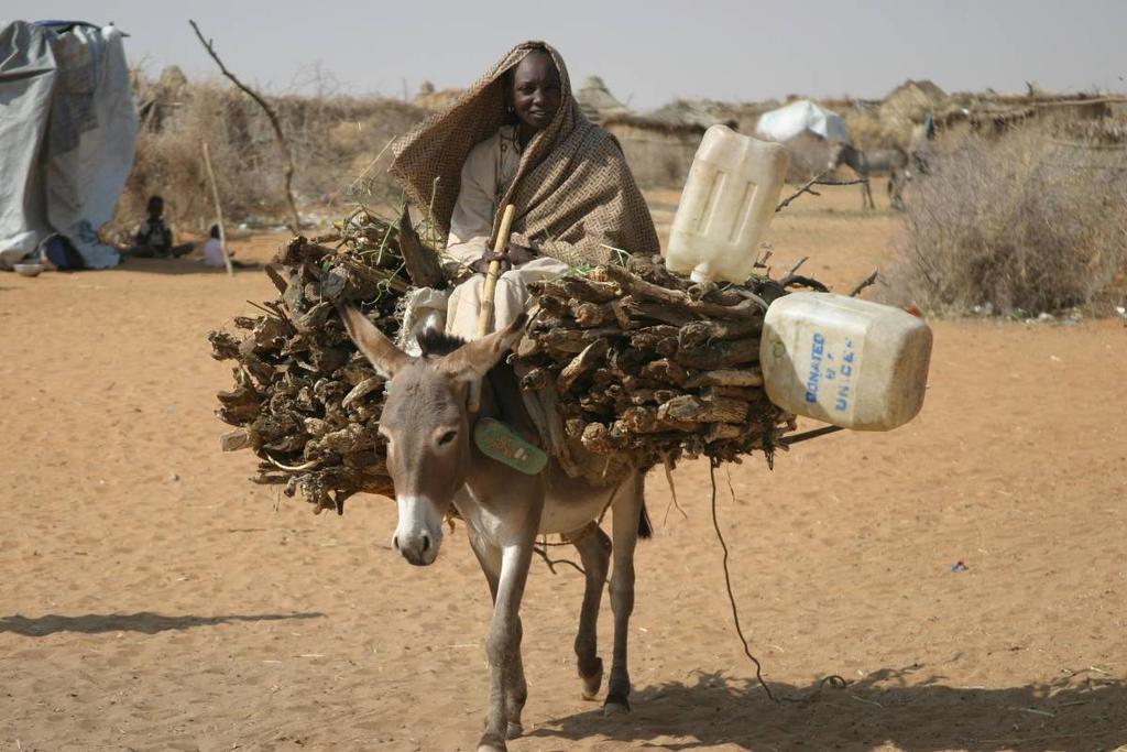 The Economics of Firewood Some IDPs with donkeys are able to scavenge wood from their burned-out,