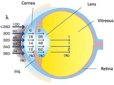 Prirodni filteri pojedinih delova oka sa stepenom apsorcije UV zraka prikazana je na Sliici 6. Slika 5.