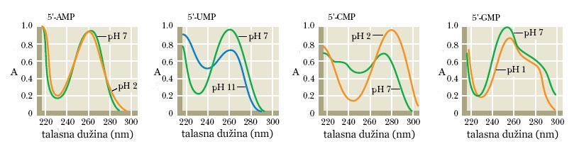 Optička svojstva nukleotida Nukleotidi intenzivno apsorbuju u UV oblasti Spektri osetljivi na ph; protonizacija C i G, i