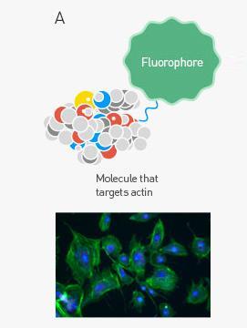 Fluorescentno obeležavanje Fluorescentno bojenje proteina,